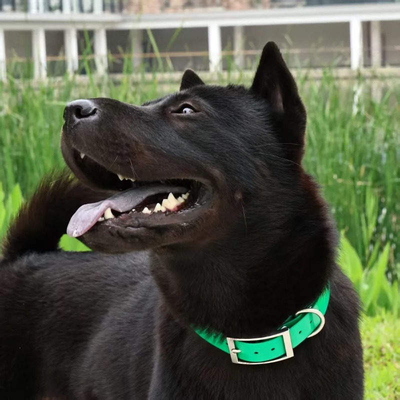 طوق كلب من مادة TPU متين بعرض  - مراجعة Outdoor Hunting Dogs وسعره