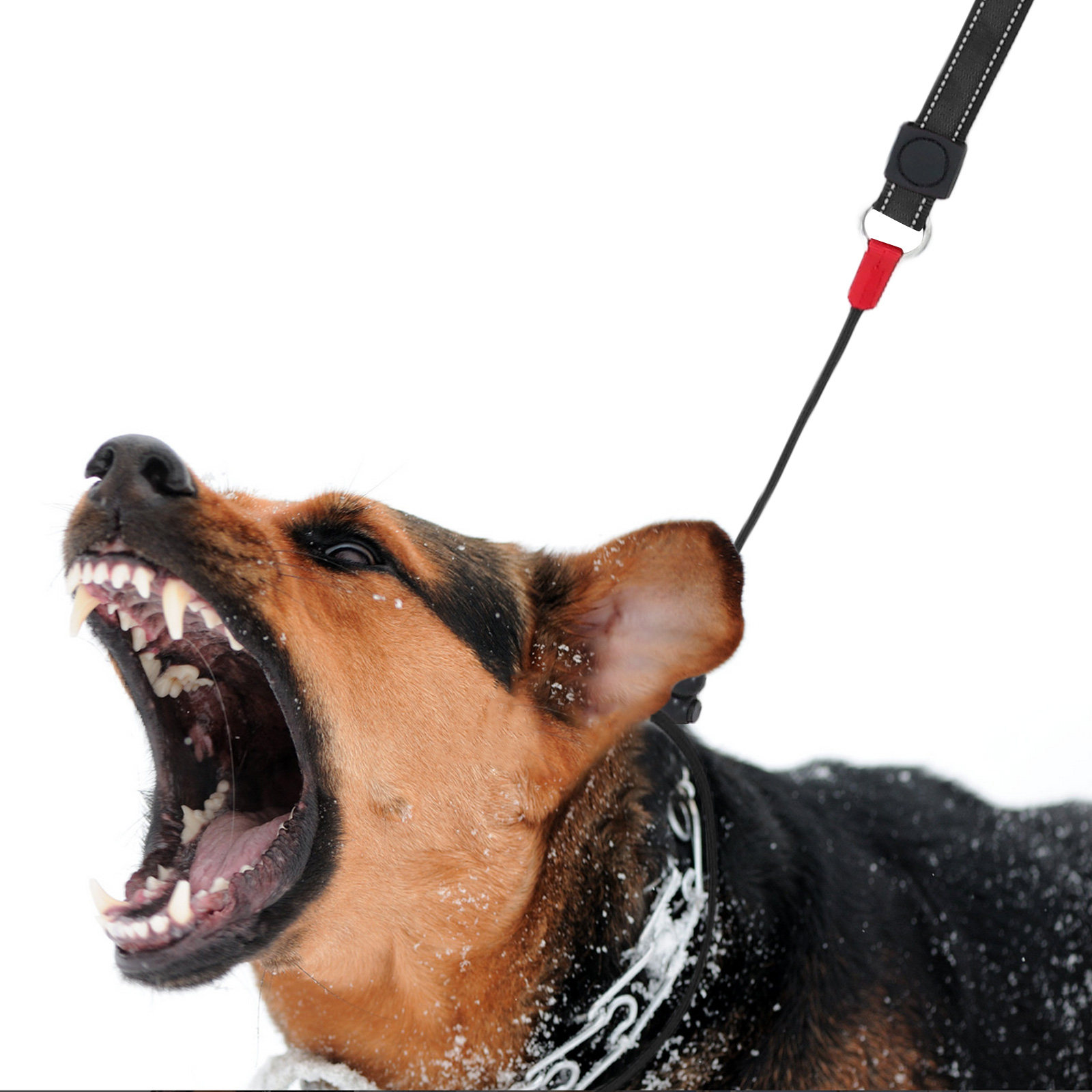 حبل تدريب احترافي غير قابل للا - مراجعة Outdoor Hunting Dogs وسعره